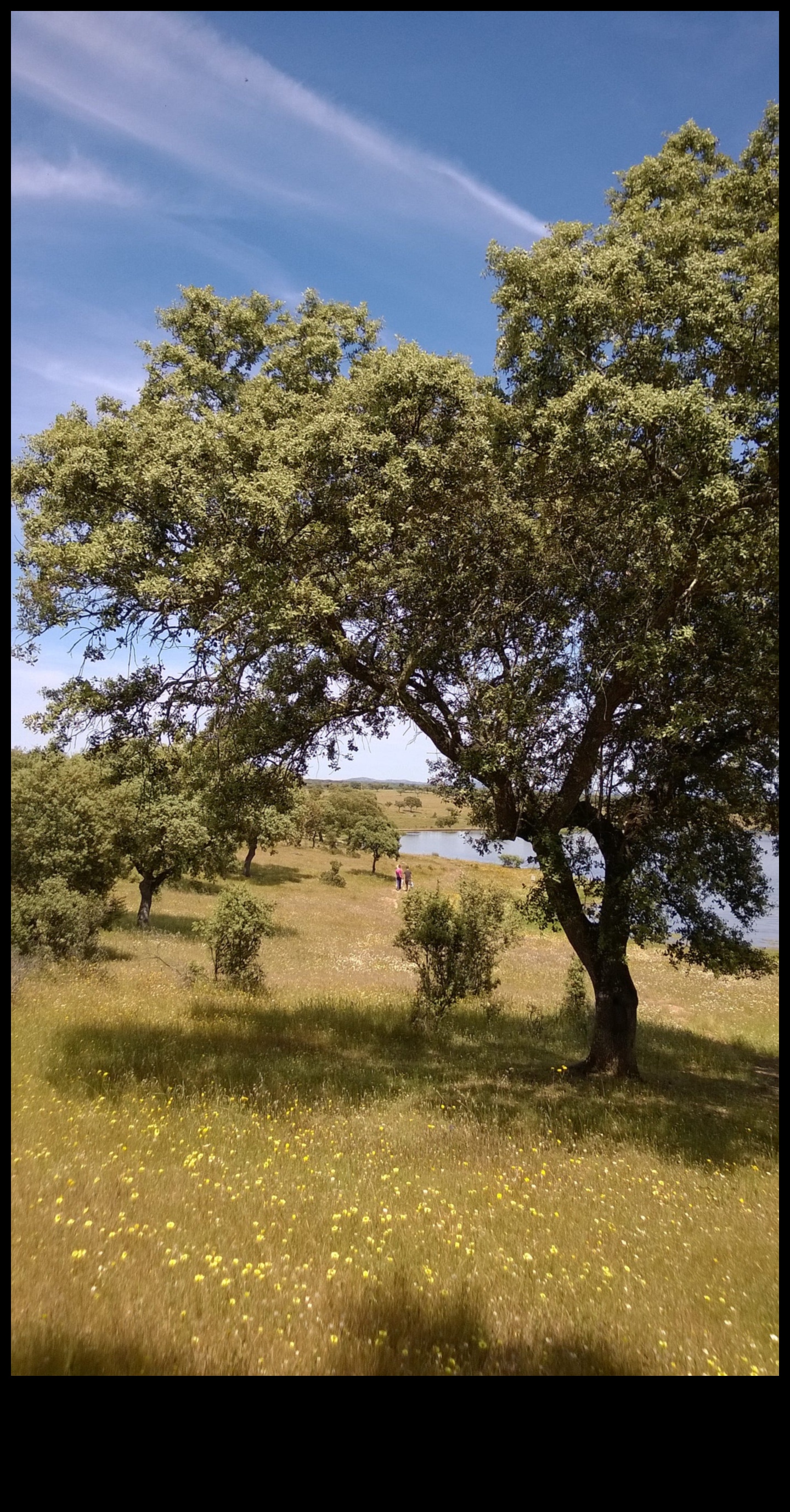 Yuvarlanan Tepeler ve Pastoral Manzaralar: Kırsal Manzaralar Ortaya Çıktı